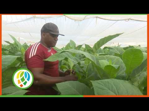 De la tierra al éxito