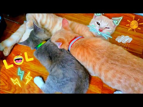 Male kitten suckling with another male kitten 😂🤣😂 #Cat (640)