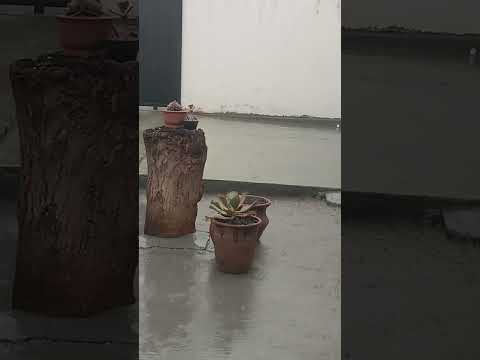 CHUVA EM DRACENA INTERIOR DE SP 🙏🙏