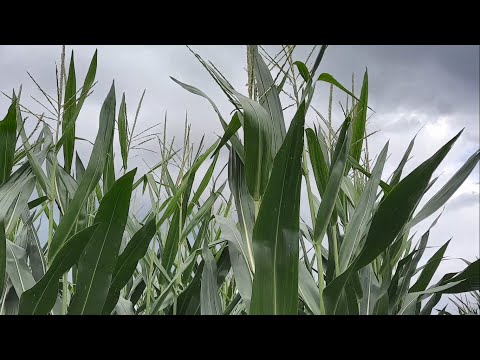 KWS Maisstorys 2021 - Update aus der Maisdemo