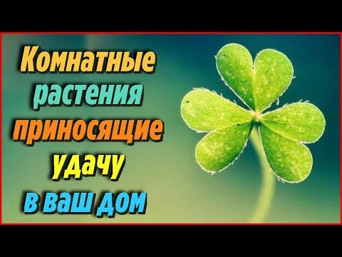 Комнатные растения, которые приносят в дом любовь и семейное счастье