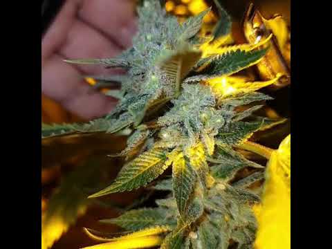 Connoisseur Genetics Seedbank video