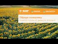 Насіння соняшнику ІНСАН 100