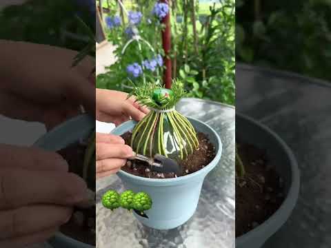 moss rose plant decoration ideas - how to take care of portulaca plants #gardenerslife