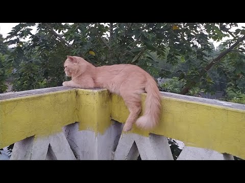 কুকি পা ঝুলিয়া বসে আছে।🥴🤭#catlover #cat #catvideo #vlog