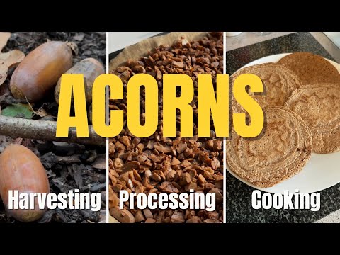 Foraging Acorns - Harvesting, Processing and Cooking