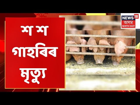 , title : 'Assam News | Mid Day 18 : ন ন অঞ্চলৈ বিয়পিছে African Swine Fever | Assamese News'