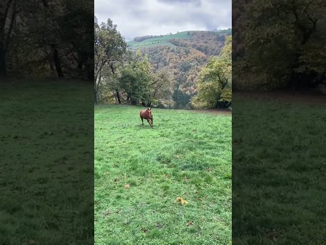 Jument alezane origine Arabe