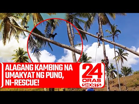 Alagang kambing na umakyat ng puno, ni-rescue! 24 Oras Weekend Shorts
