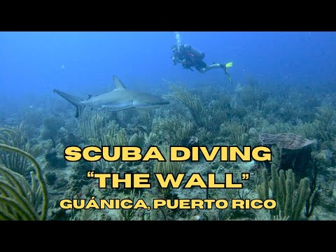 Scuba Diving "The Wall" | Guánica, Puerto Rico