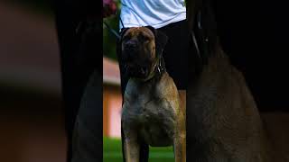 Powerhouse Boerboel Solid Build #shorts #boerboels #protectiondog