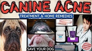 dog acne problem || allopathic treatment & home remedies || 100 % Resulted || by. THE PET VISION