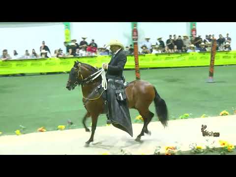 IRRESISTIBLE DE LA SAMARIA, SEGUNDO PUESTO CAMPEONATO JOVEN TROCHA COLOMBIANA ARANZAZU GRADO B 2026