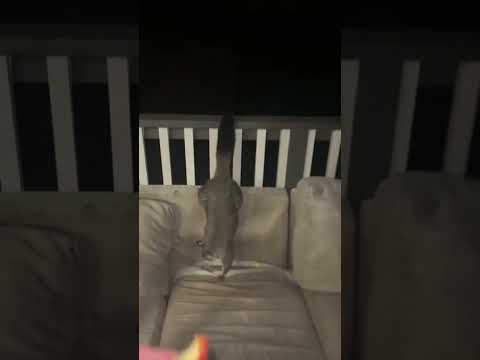 Got a new tough guy on the block #shorts