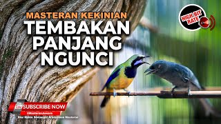 Download lagu 🔴 Live Masteran Cucak Cungkok Super Gacor Beset Rapet vs Srigunting Abu Abu Roll Tembak Mewah mp3