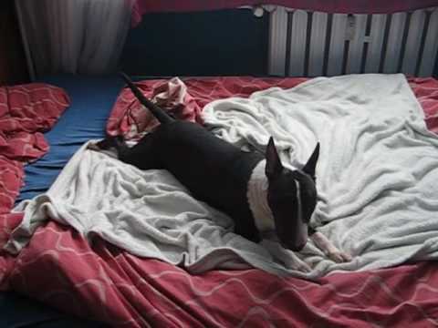 bullterrier leeloo i kot mary