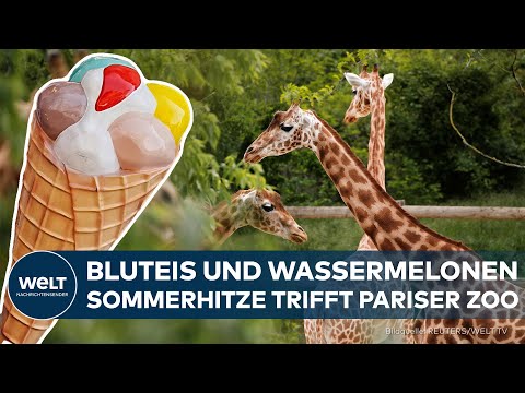 Video Thumbnail: HITZEWELLE: Pariser Zoo hilft seinen Tieren mit Eisleckereien bei brühenden Sommertemperaturen