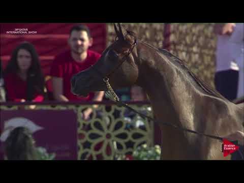 N.105 SH JULIA - 2019 Qatar International show - Mares 4-6 Years Old (Class 7B)