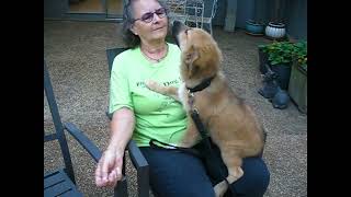 Video preview image #1 German Shepherd Dog-Unknown Mix Puppy For Sale in Germanton, TN, USA