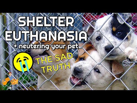 How Many Shelter Dogs are Euthanized - Why Neutering is So Important