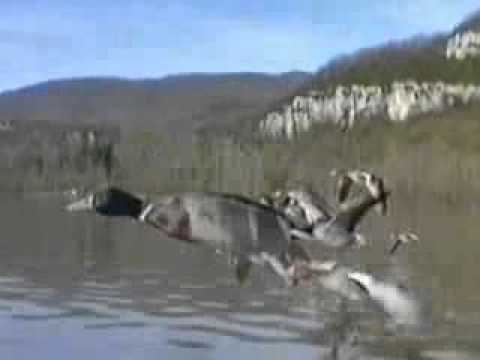 EL VUELO DE LOS GANSOS..mpg