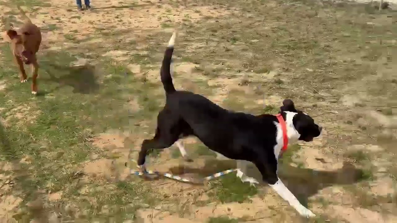 Enlarge Hattie, a Adoptable mixed breed in Hartsville, SC video 2/5