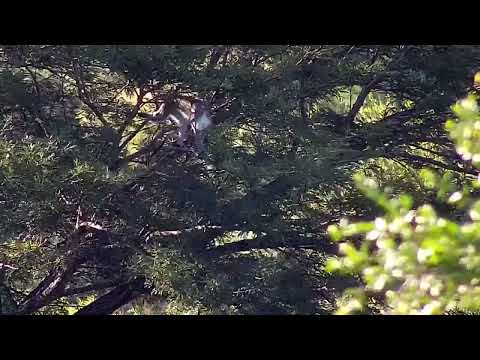 Djuma: Hadeda Ibis and Vervet Monkeys alarming with Talamati lioness nearby - 16:06 - 03/22/2022