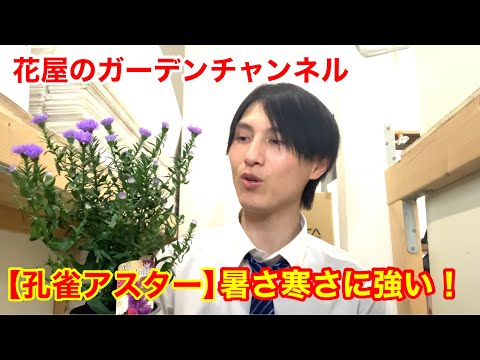 園芸 ニューイングランド フォール アスター