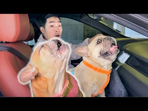 We Almost Got Kicked Out For This | HUGE French Bulldog Tantrum