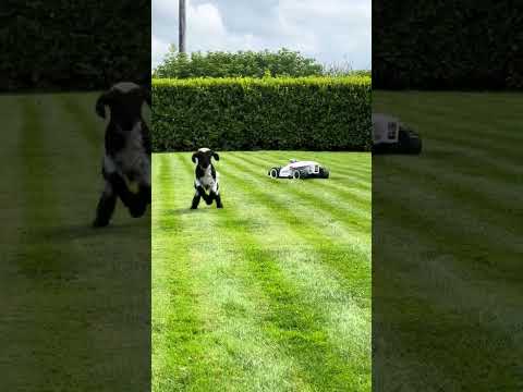 🎥 Video of the Day| LUBA 2 & the Sheep