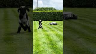 🎥 Video of the Day| LUBA 2 &amp; the Sheep