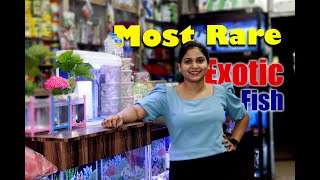 Exotic Fish Stock at Sudhir Fish Aquarium Shop Vikas Nagar Uttam Nagar New Delhi||Best aquarium shop