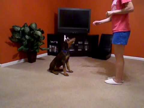 14 Week Old Rex The Doberman Learning Tricks