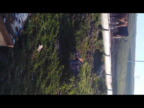 Boabă Nucleară din Frunzeni.