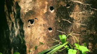 War is a Tender Thing | Trailer