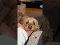 I ️ YOU Cockapoo Dog Shorts