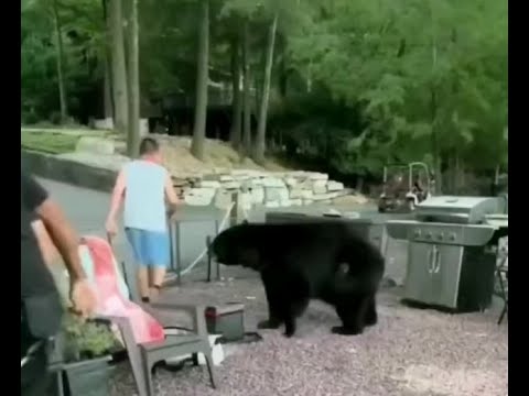 一隻黑熊不請自來，男人徒手上前將其驅趕 #動物世界 #黑熊 #野生動物零距離