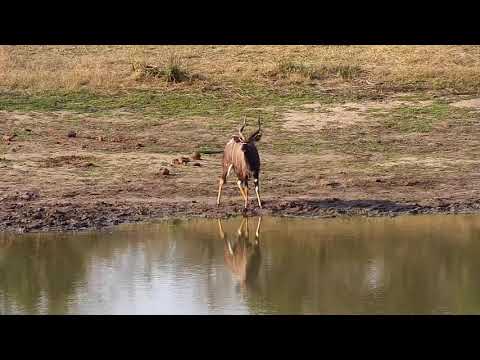 Djuma: Nyala bulls - 16:00 - 09/03/20