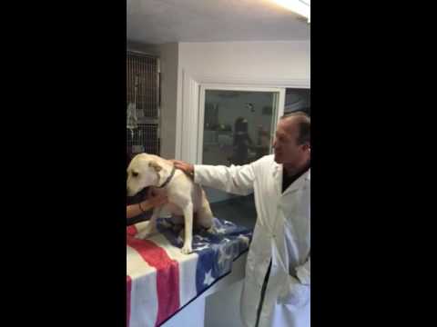Dr. Belman discusses about dog spay
