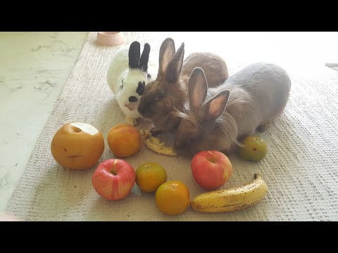, title : '[실험카메라]토끼가제일좋아하는 과일은무엇일까요?💞fruit Olympic'