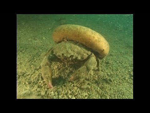 gyógyszerek férgeknek ahogy nevezik kerekféreg fertőzés útjai
