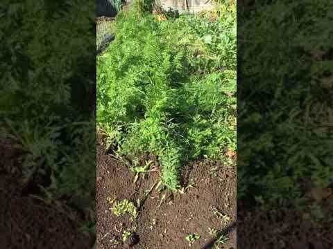 ニンジンの種まき：豊かな収穫を得るには、いつ、どのように行うべきですか？  庭園