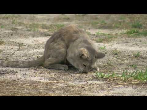 Lee County horse owners on edge after brutal horse killings in Florida