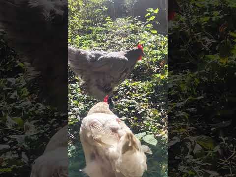 4つの簡単なステップで冬に鶏に卵を産ませるにはどうすればよいですか?  庭園