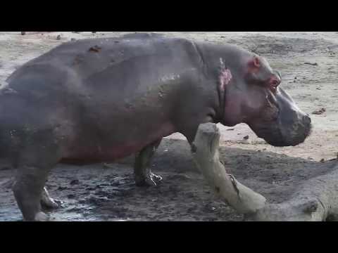 Djuma: Hippo - 05:12 - 10/15/19