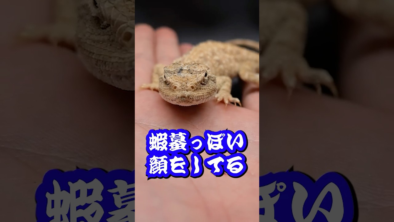 エジプトのワイルドだぜぇ #爬虫類 #トカゲ #ペット