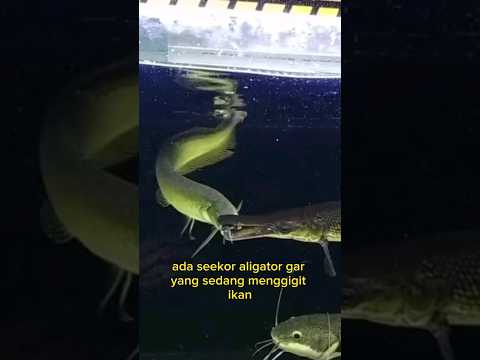 ARWANA Vs ALIGATOR GAR #shorts