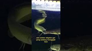Download lagu ARWANA Vs ALIGATOR GAR #shorts mp3 Download lagu ARWANA Vs ALIGATOR GAR #shorts mp3