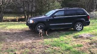 Willow at 8ish weeks.. hiding from Elsa under the Jeep part 2 #shorts