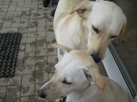 Hundezentrum elCanis, Neidenstein